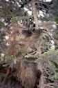 porcupine climbing a tree